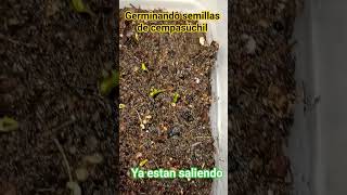 Germinando semillas de Cempasúchil. —. #shorts.
