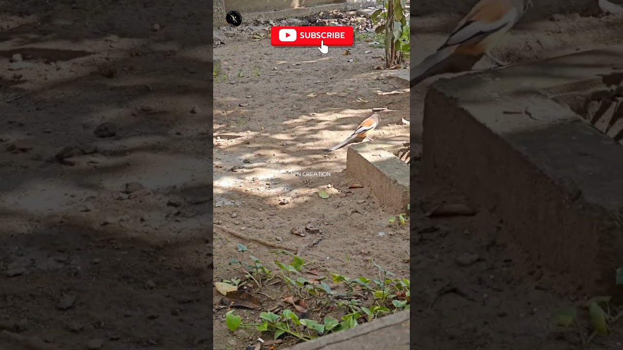 GOOD MORNING WITH BIRD'S 