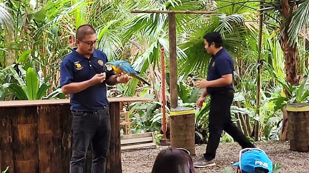 Amazing, Smart and Clever Parrots can solve math!