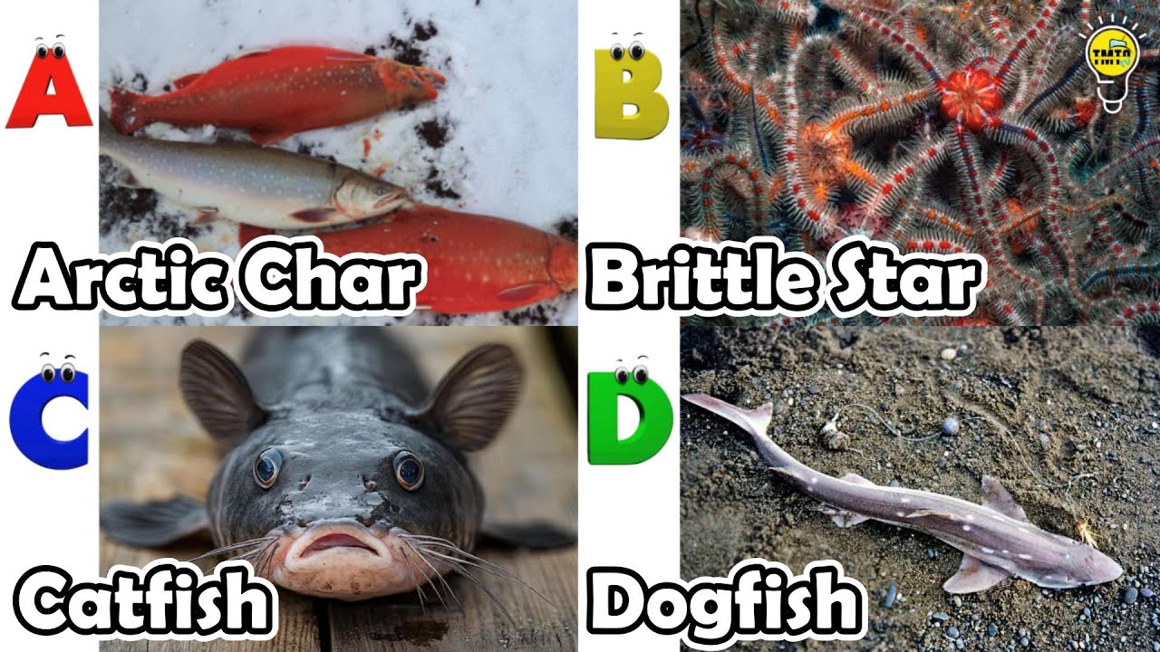 Милые морские животные | Изучение животных по алфавиту | Песенка про морских животных по алфавиту...