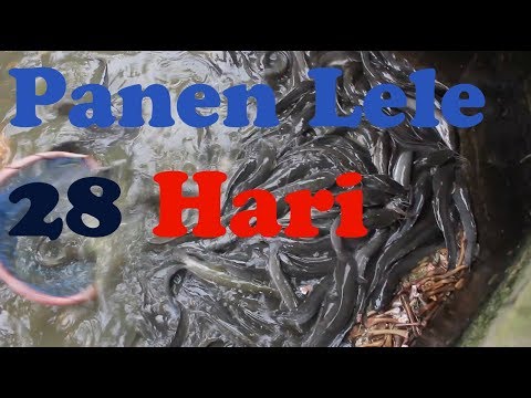 PELATIHAN BANDENG CABUT DURI  Doovi