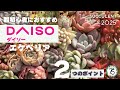 【多肉】ダイソー多肉を買ったら注意するポイント２つ！