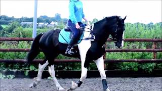 White noise; Flatwork & Jump