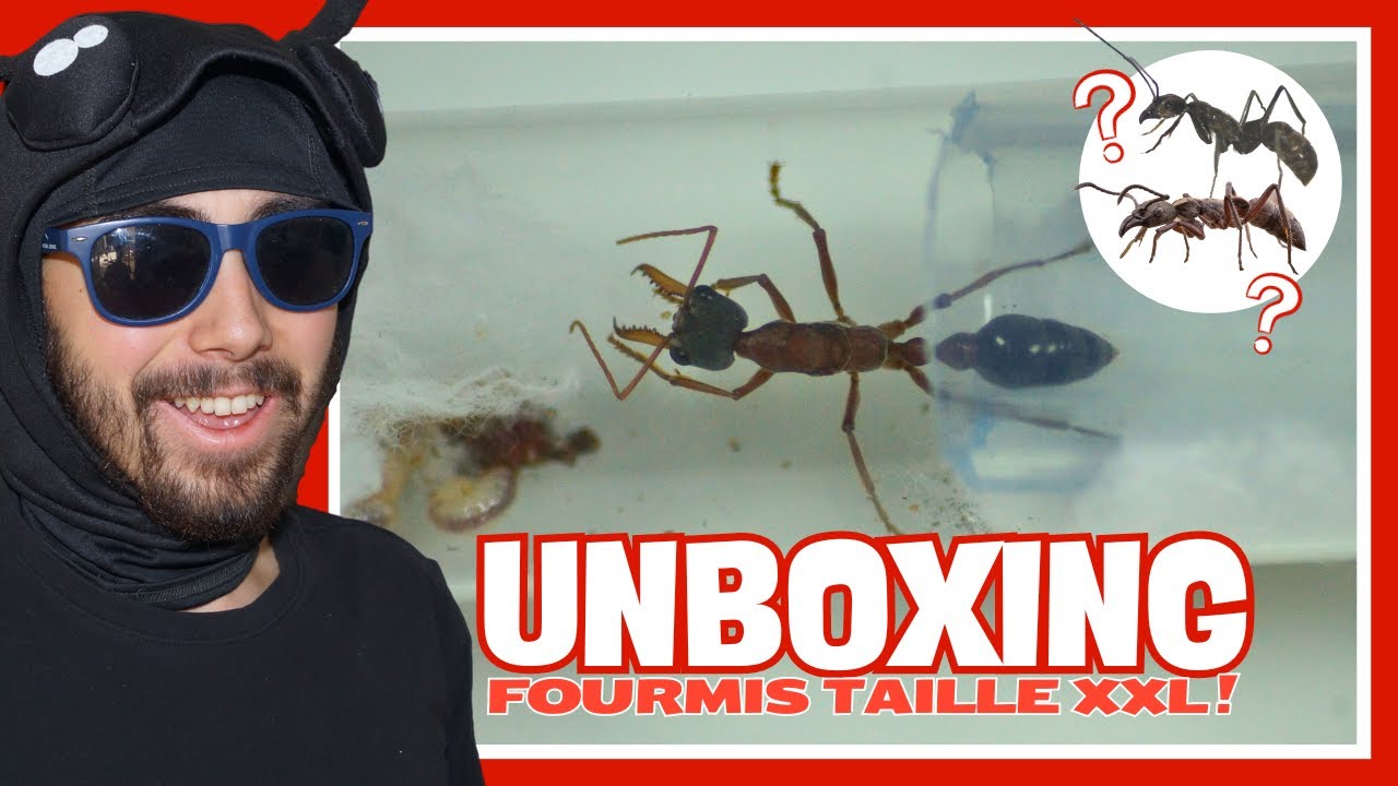J’ai reçu 3 FOURMIS chasseuses XXL !