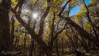Tranquil Meditation Music for Deep Focus Concentration and Peaceful Mind
