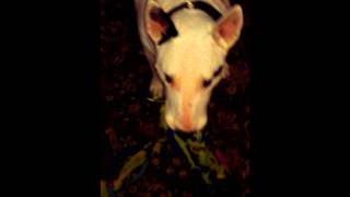 Bull Terrier Tugs... At My Heart Strings.
