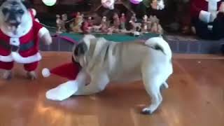 Dogs Christmas - Santa clothes by 9Gag