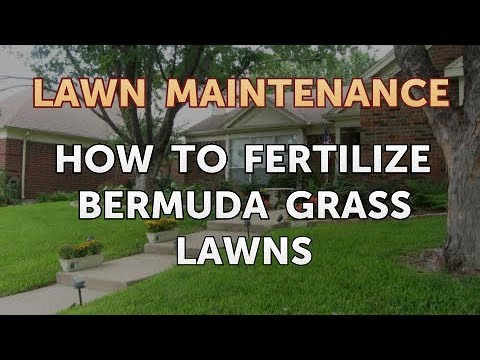 Hoe te bevruchten Bermuda grasvelden