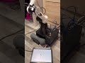 Home Robot v.3 #3dprinting #3dprinted #robot #robotics  #bambulab #esp32 #raspberrypi #servo42d-can
