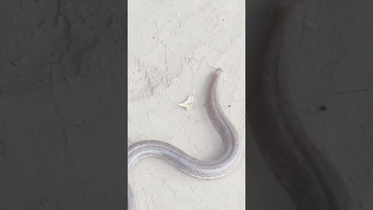 Encounter with Eryx Johnii: A Rare and Beautiful Snake on Our Farm