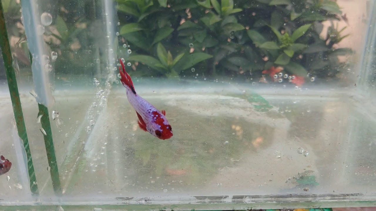 Ikan Cupang Red Fancy Marble RM 3 IKANESIA FRESHWATER FARM