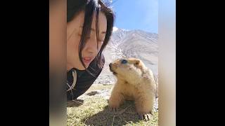 The Animal That Sleeps 6 Months Without Food Himalayan Marmot