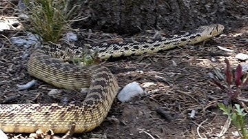 Gopher Snake in the Mountains