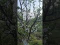 Apple flowering #flowers #pinkbud #ARS #falcon