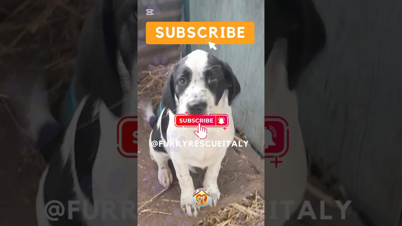 Subscribe Our YouTube Channel | Furry Rescue Italy 