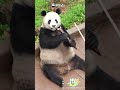 Soothing ASMR Of Panda Munching | iPanda #shorts