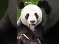 Soothing ASMR Of Panda Munching | iPanda #shorts