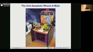 Walensky L (2026): Dissecting the Activation, Oligomerization and, Regulation of Pro-Apoptotic BAX