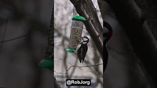 Watch Woodpecker Feast: Nuts Devoured in Seconds!