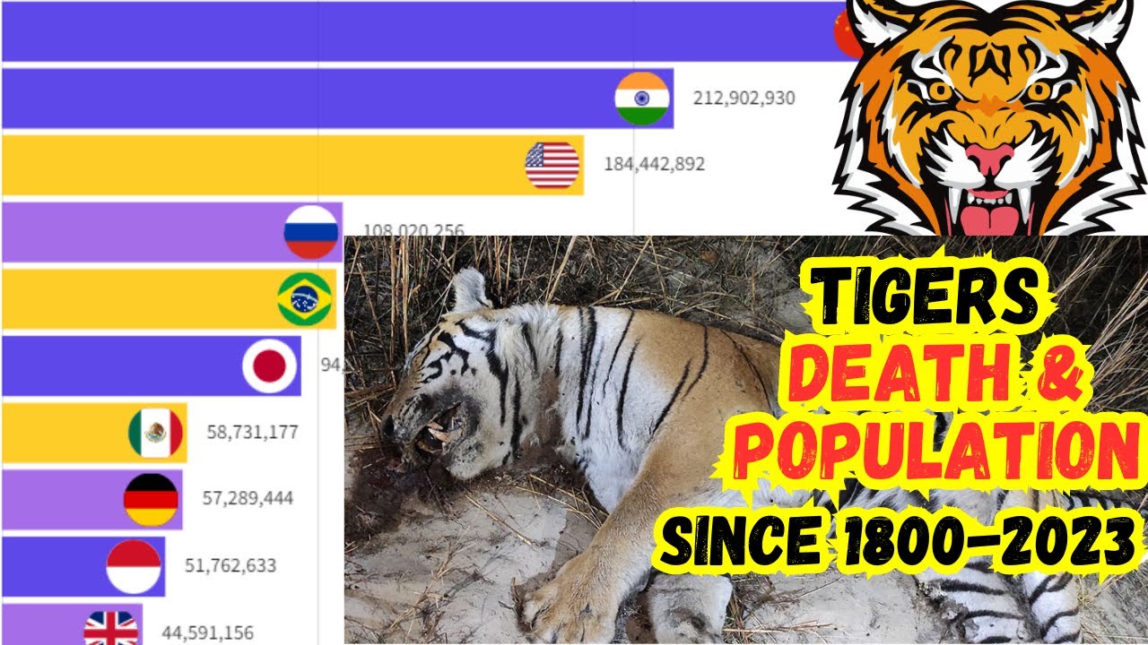How Many Tigers 📉🐯Are Left in the world? The Population Loss of Tigers Since 1800-2023