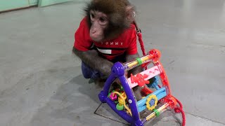 人間の知育おもちゃを子猿に渡すと夢中になっておもしろい!