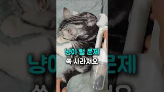 고양이 털 전쟁 드디어 끝냈어요 냥냥