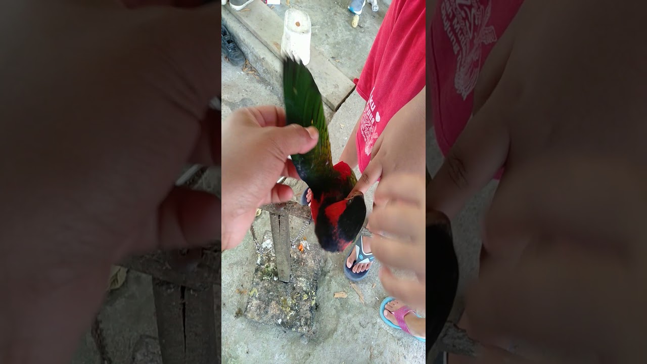 Nuri kepala Hitam jinak 