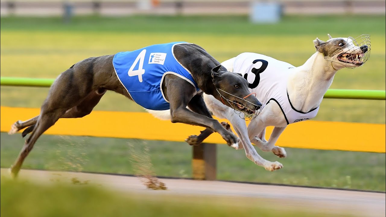 Speed Star VII | tab.com.au | Slingshot Whippa vs Barooga Brett