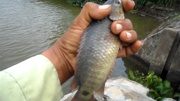 Ra miệng cống câu cá Thác Lác nhưng không ngờ câu được cá rô khủng| GÒ CÔNG TV