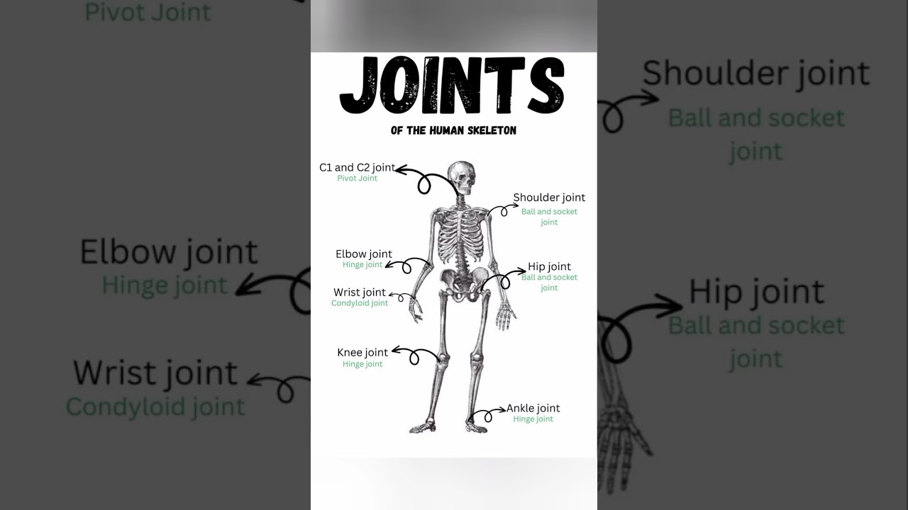 The Moving Connections — Joints of the Human Skeleton” 