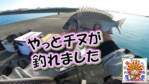 【沖縄釣り】１投目で本命キターー‼　３か月以上追いかけたチヌの３０UPがやっと来た　沖縄釣武士撃沈釣行記2025