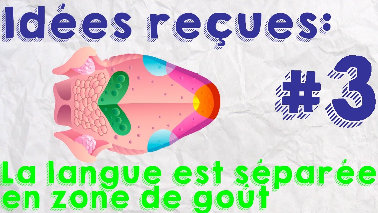 La langue est séparée en zone de goût YouTube — free download