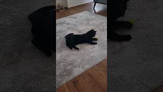 Kapkara Kedi̇mi̇z Karamin Oyuncağiyla Keyi̇fli̇ Oyunlari Şfet