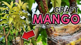 Cantuman Pokok Mangga || Graft Mango