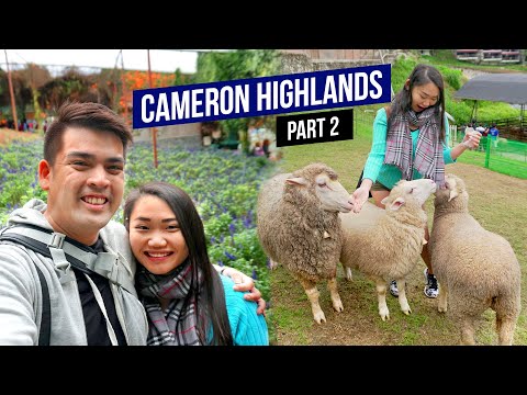 Video: Tur til trekking i Cameron Highlands