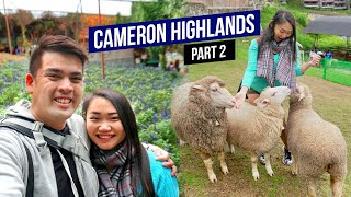 Things to do in CAMERON HIGHLANDS, Malaysia (Part 2) | 3 Days 2 Nights Travel Guide, Travel Malaysia