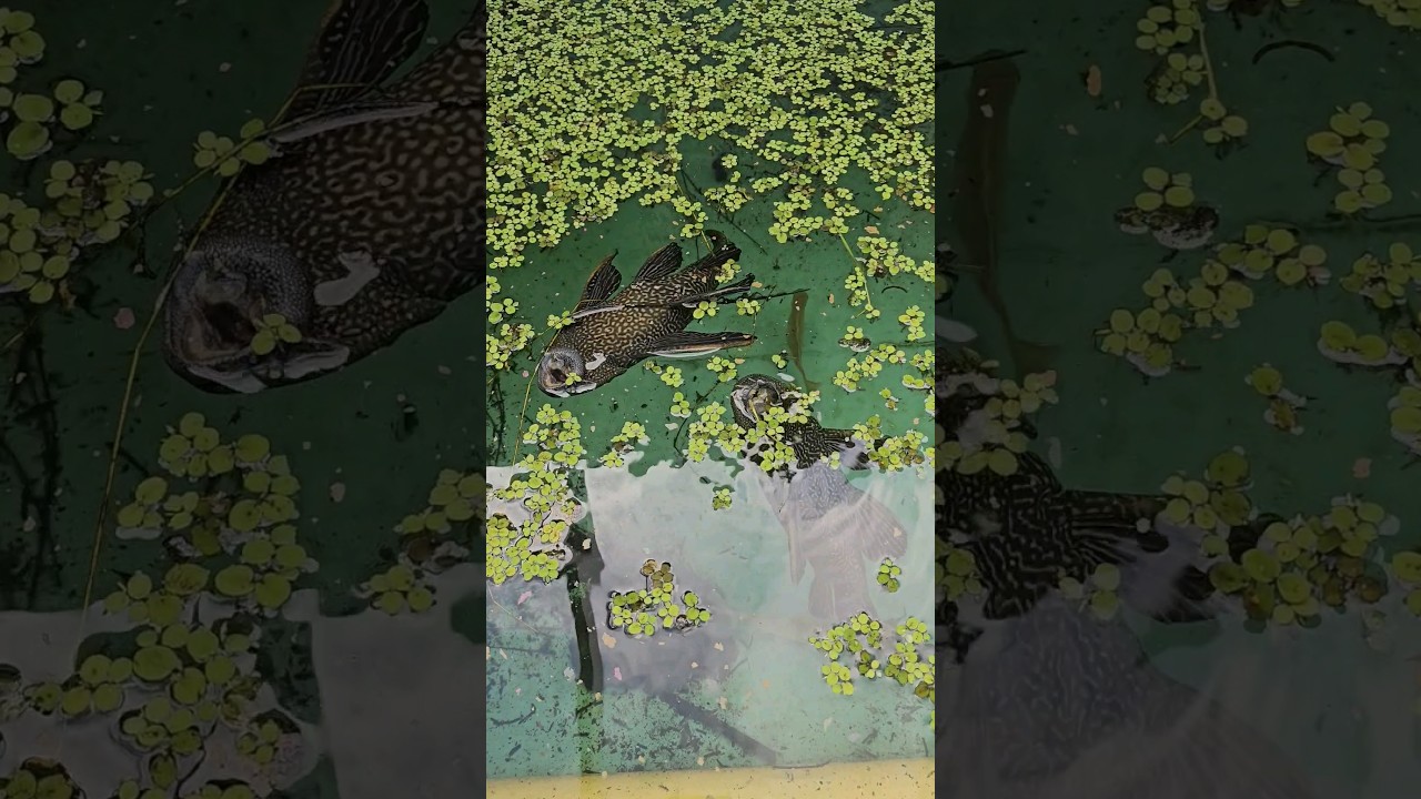 Algae Eaters Feeding UPSIDE Down!