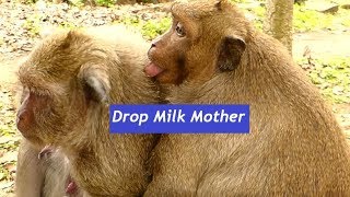 Download Lagu #Sweet Pea Hungry....! See Milk Mother Drop,,,,,,|Baby Monkeys Post MP3