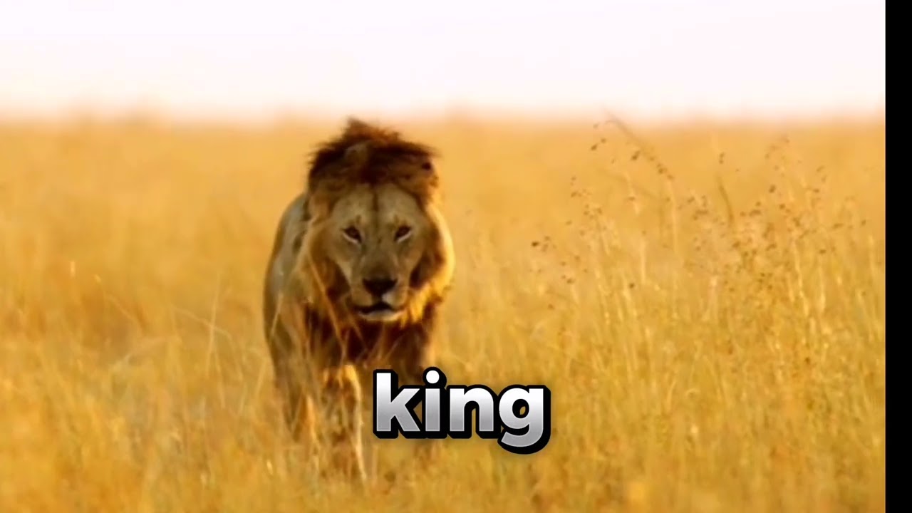 the animal with 100% ARMOR