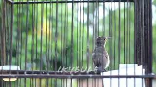 Download Lagu Colibri Ninja Trotol Gacor Dor Garuda Cocok Buat Masteran Conin Ijoan Belajar Bunyi MP3