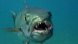 WHAT YOU DID NOT KNOW ABOUT GREAT BARRACUDA