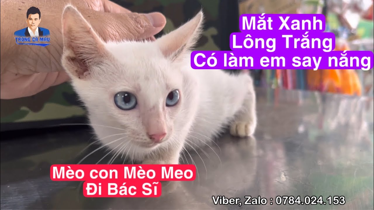 Meo meo nay đi bác sĩ và sự thay đổi sau 1 tuần về gia... - youtube