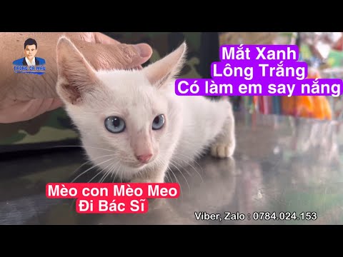Video Meo meo nay đi bác sĩ và sự thay đổi sau 1 tuần về gia... - youtube