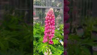 Lupine Flower  How Beautiful This Flower  canada gardencenter spring