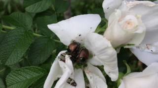 The bumblebee is not the only one that gives 'high-fives'... The Japanese Beetle does it too!