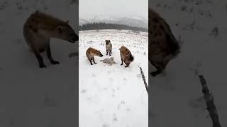 Brave Man Rescues Cub from Hyenas 🐆❄️