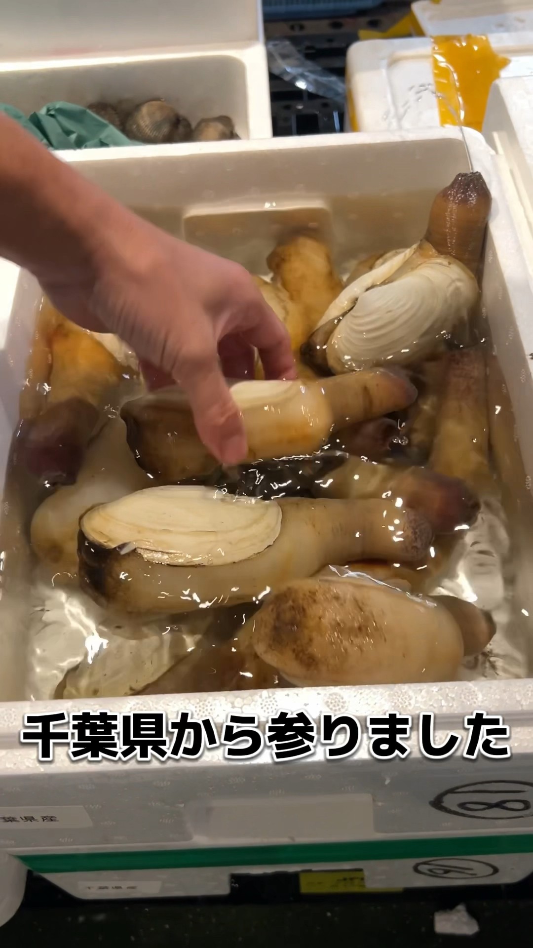 White clams from Chiba Prefecture! Let's open them