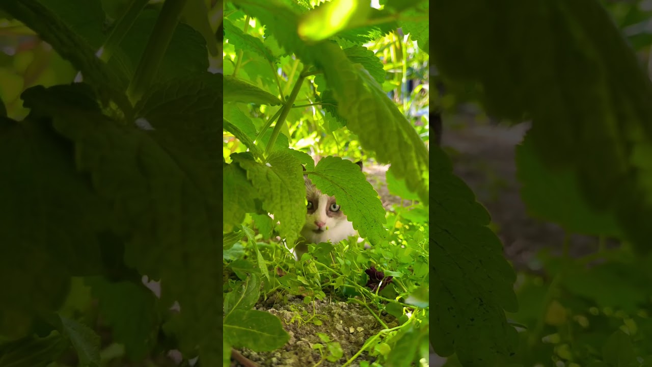 This tiny furball just melted my heart 💖🐱 