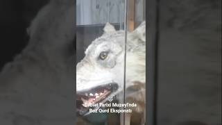 Zoocoğrafiya.boz Qurd Eksponatı