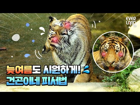 호랑이 가족이 <strong>COOL한</strong> 늦여름 보내는 HOT한 방법 | 에버랜드 #타이거밸리
